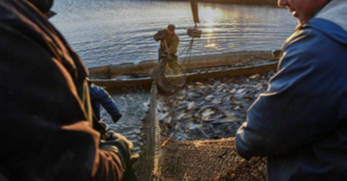Pályázati támogatás a fenntartható haltenyésztés érdekében