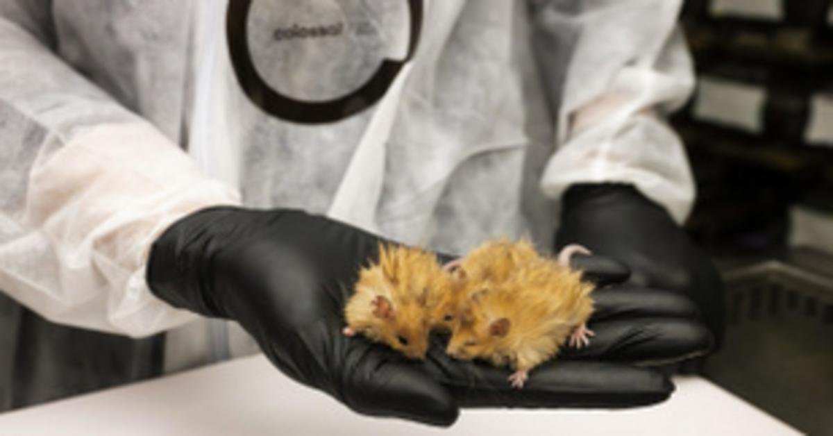 Egerek genetikai módosítása a globális felmelegedés ellen