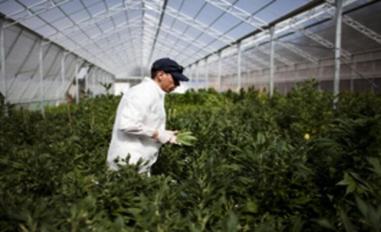 Szlovénia legalizálja a kannabiszt gyógyászati célokra