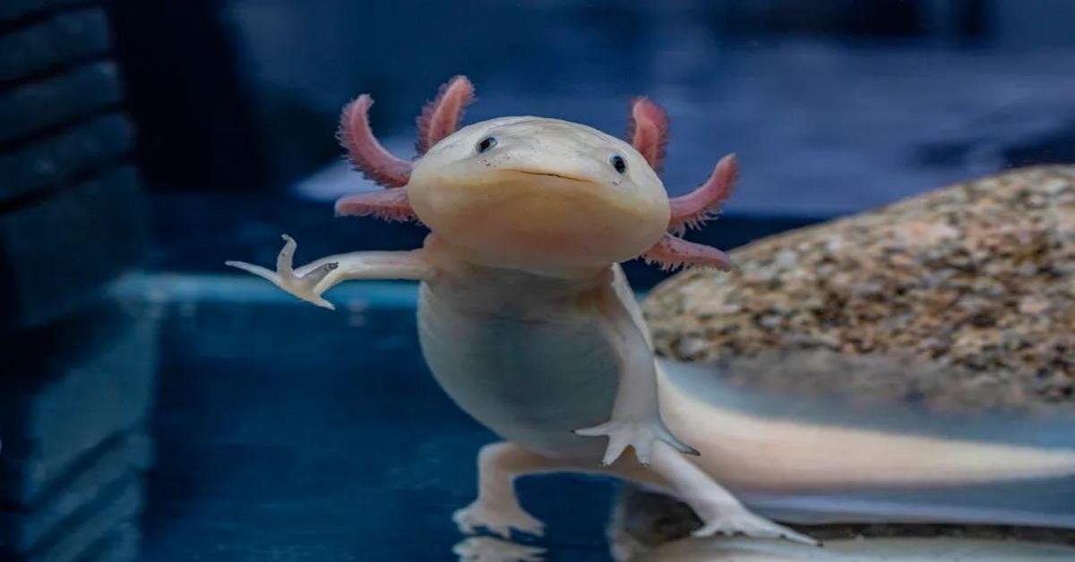 Az axolotl utolsó vad populációinak nyomában Mexikóban