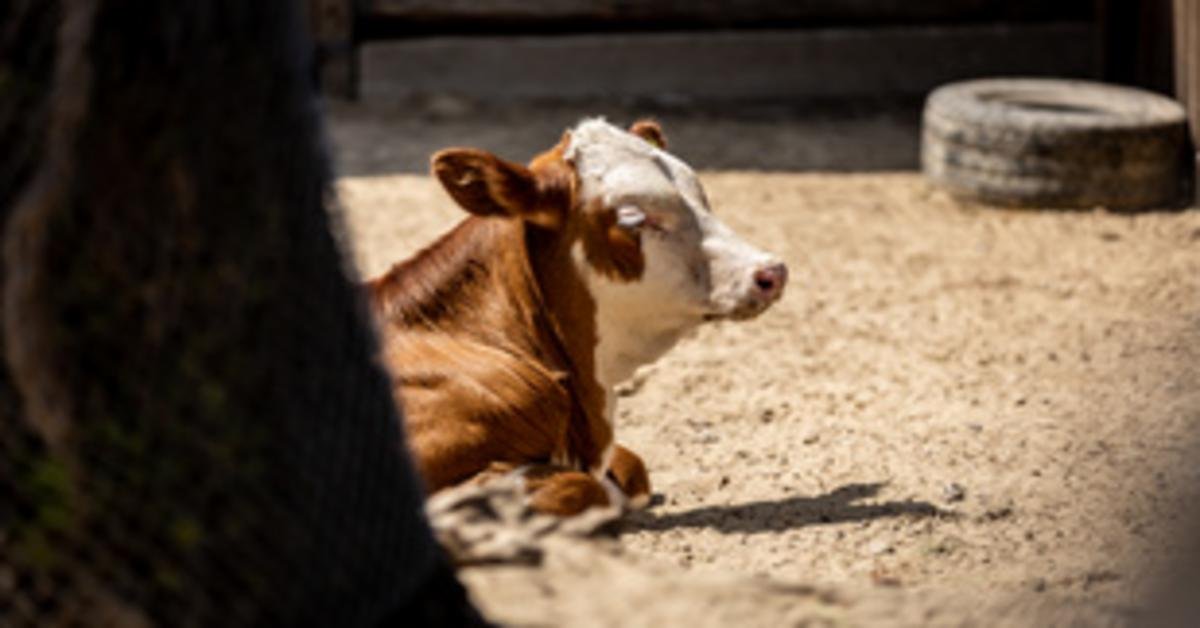 Kéknyelv betegség veszélyezteti a szarvasmarhákat és a tejet