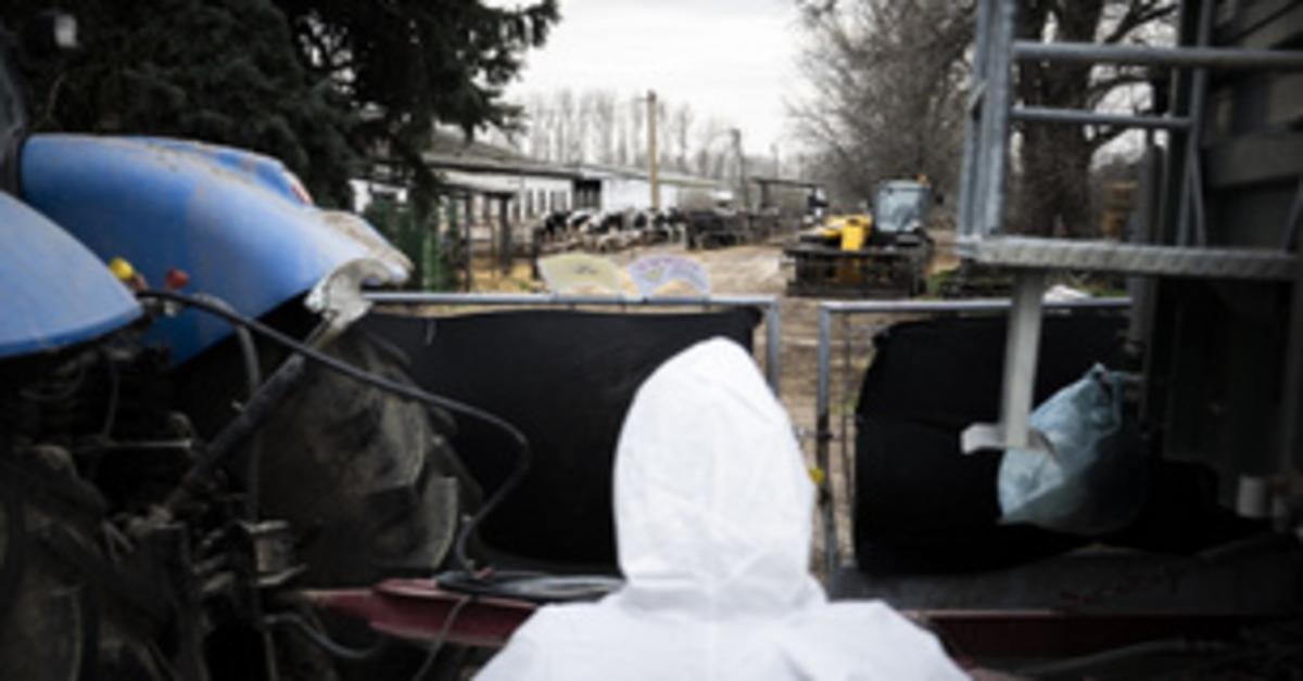 A száj- és körömfájás terjedése miatt aggódnak a gazdák