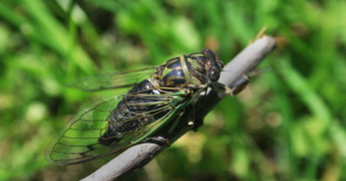 Kabócainvázió pusztítja az Egyesült Államok növényeit