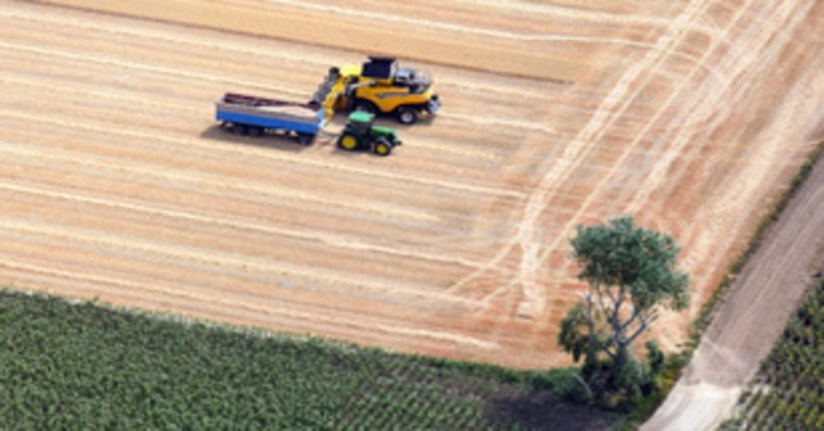 Az agrárminisztérium bejelentése a búza aratásáról és a kenyérről