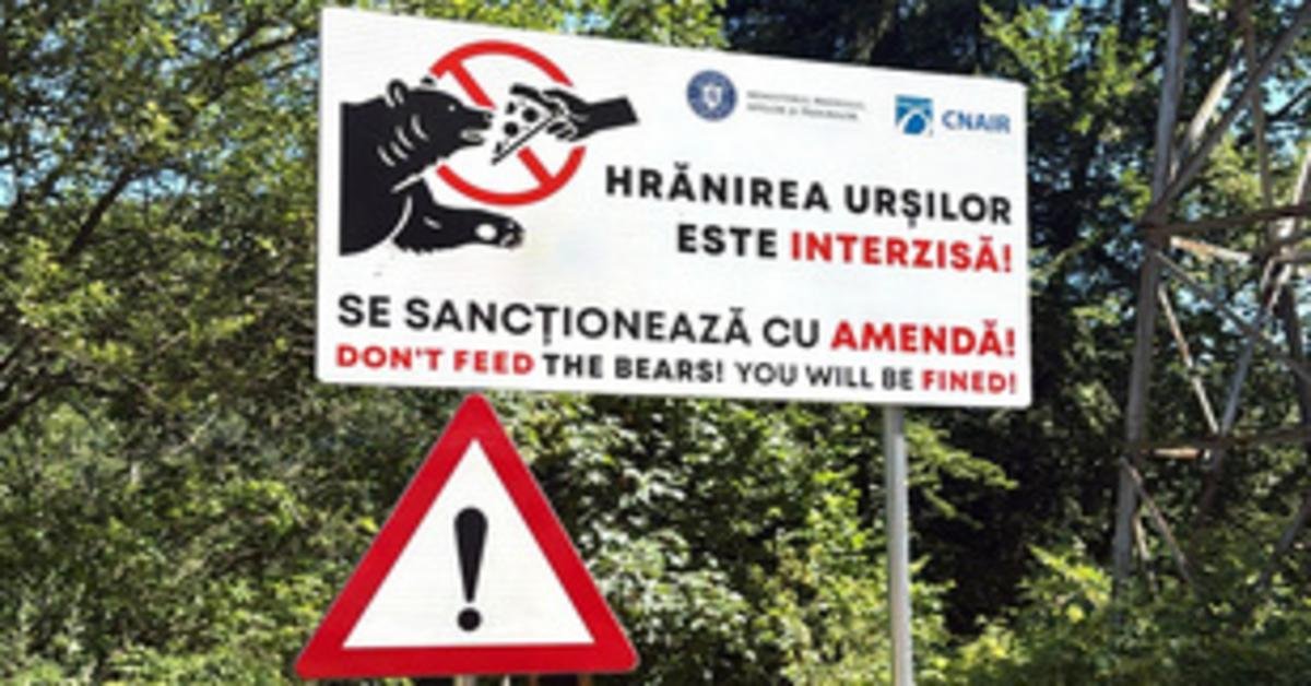 Medve támadt motorosokra Romániában, halálos áldozatokkal