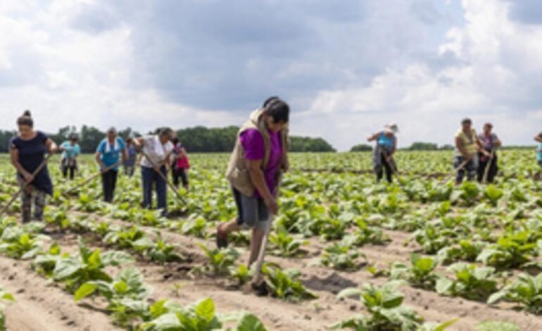 Füstmentes dohányzás: csökkenő kockázatok a dohányiparban