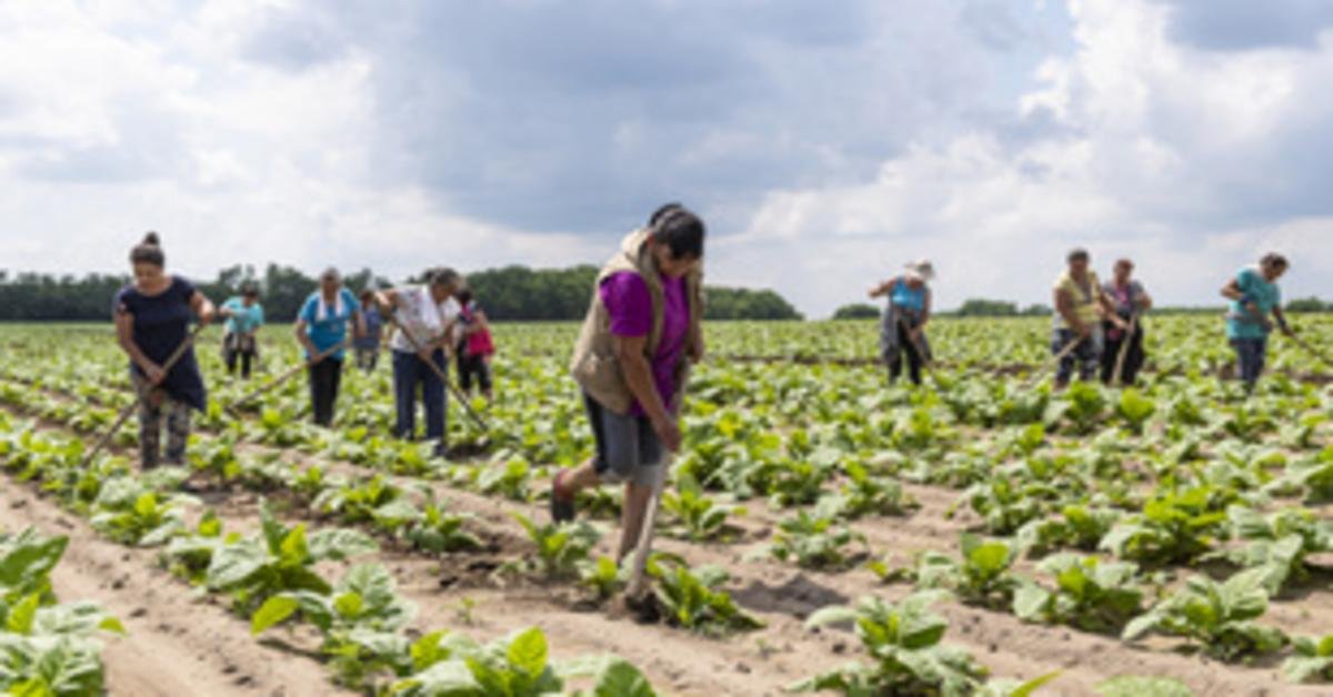 Füstmentes dohányzás: csökkenő kockázatok a dohányiparban