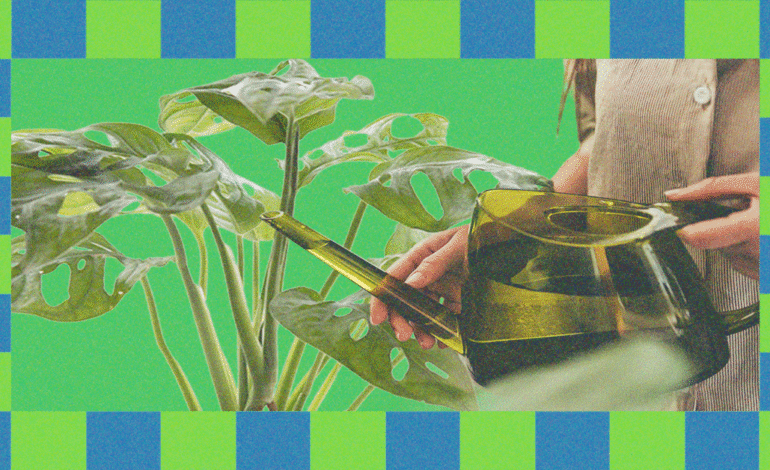 Tippek a szobanövények téli túléléséhez