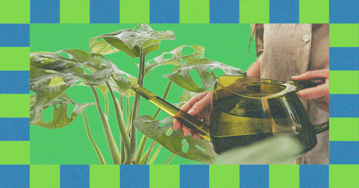 Tippek a szobanövények téli túléléséhez