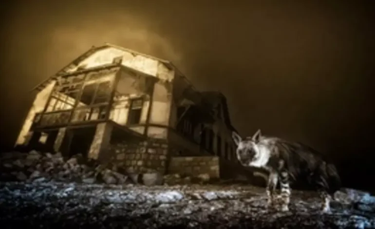 Elhagyatott szellemvárosok lenyűgöző élővilága a gyémántláz idején