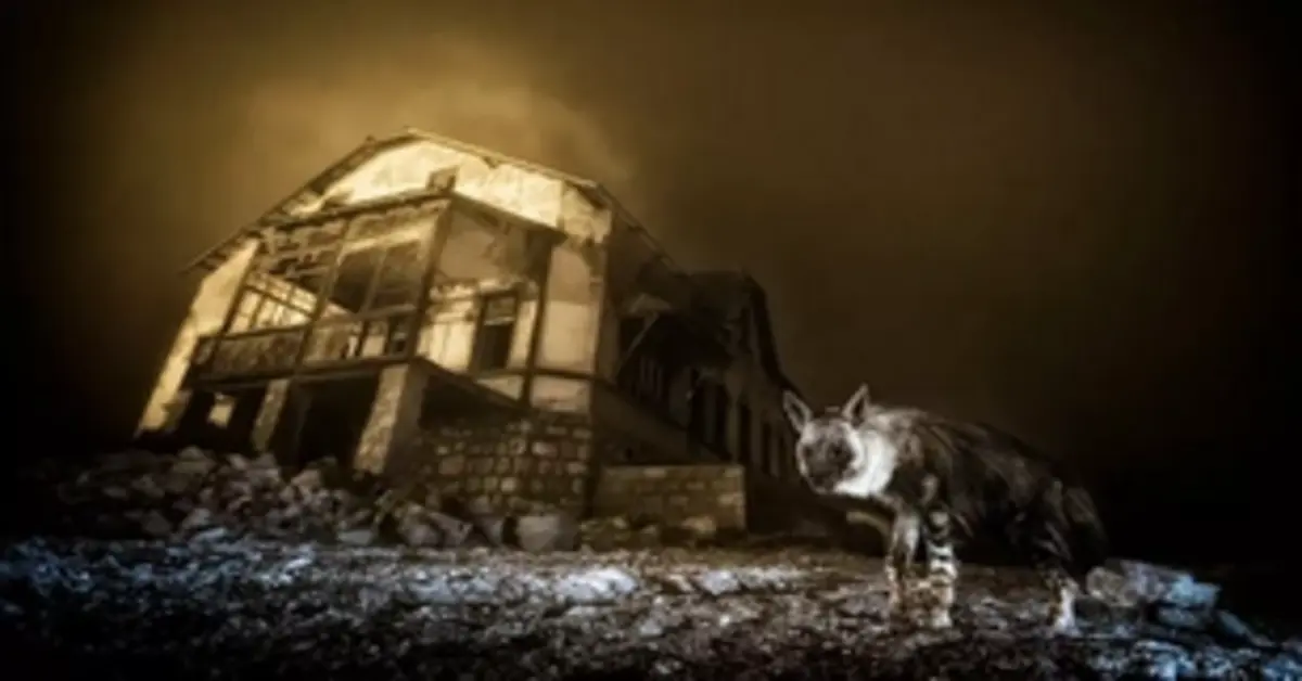 Elhagyatott szellemvárosok lenyűgöző élővilága a gyémántláz idején