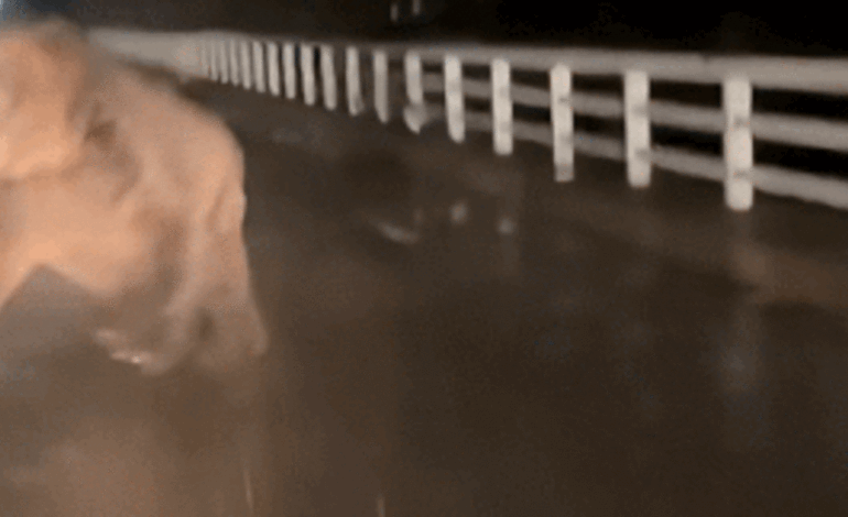 Medvetámadás miatt felborult autó Japánban