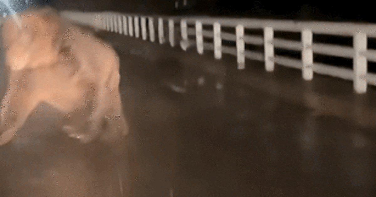 Medvetámadás miatt felborult autó Japánban