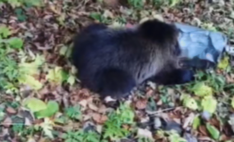 Balesetet okozott egy medvebocs Brassó-Pojána közelében