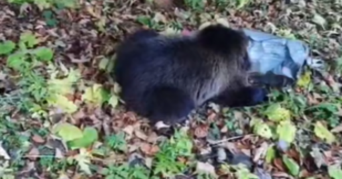 Balesetet okozott egy medvebocs Brassó-Pojána közelében